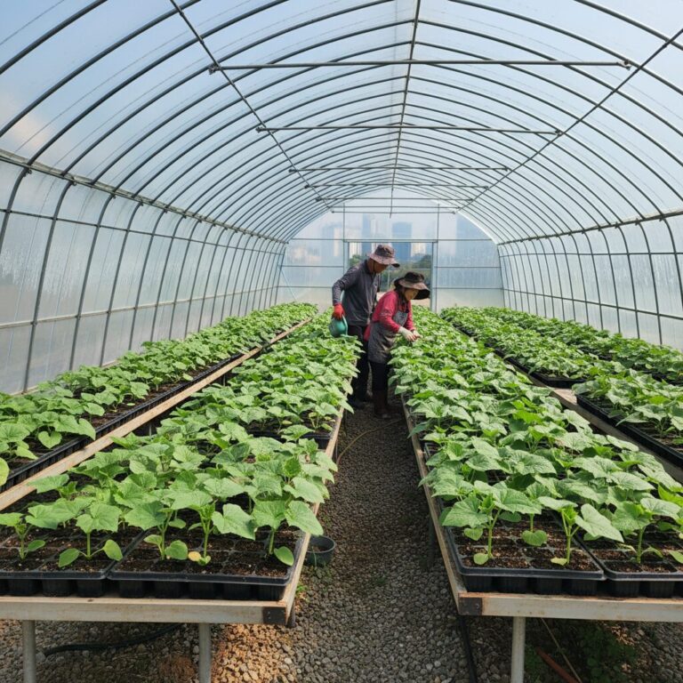 비닐하우스 안에 초록색 오이 모종이 정렬되어 심겨져 있는 모습