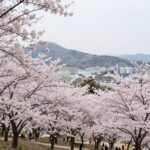 봄날 벚꽃이 만개한 구마모토성 전경