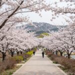 철원 신철원공원 벚꽃마당 전망대에서 바라본 벚꽃 가로수길과 산 풍경