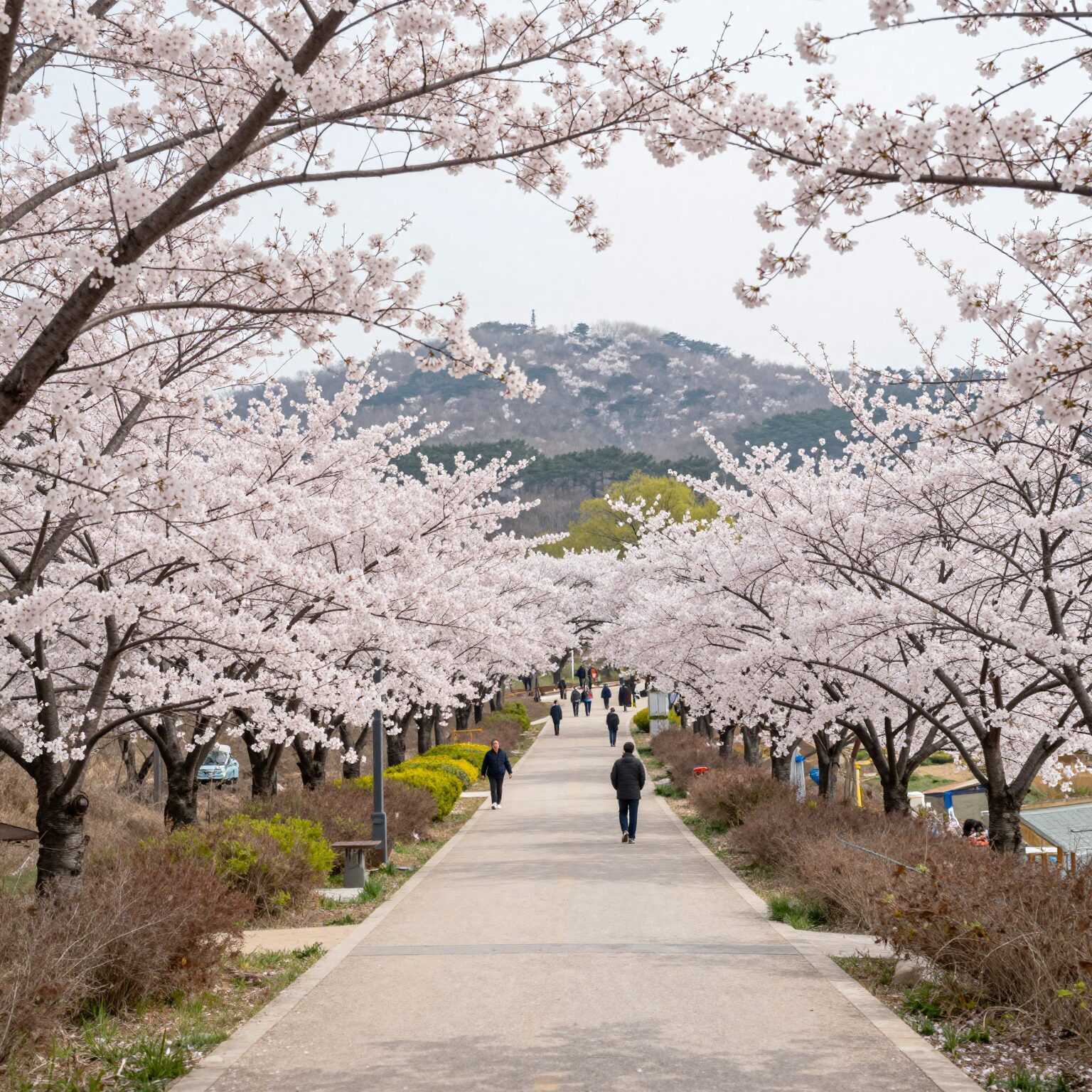 철원 신철원공원 벚꽃마당 전망대에서 바라본 벚꽃 가로수길과 산 풍경