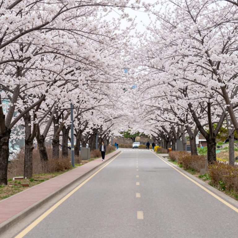 하동 십리벚꽃길의 벚꽃이 만개한 도로와 데크 산책로 풍경