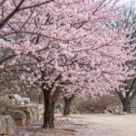 봄꽃 매화 명소 대구 밀양 광양 순천 서울 창덕궁 개화 시기 밀양향교 만개한 홍매화 나무 핑크빛 꽃이 가득 핀 모습