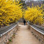 전라도 봄 여행 구례 산수유마을과 이색 체험 구례 산수유마을 봄날의 노란 산수유꽃과 전통 돌담길 풍경