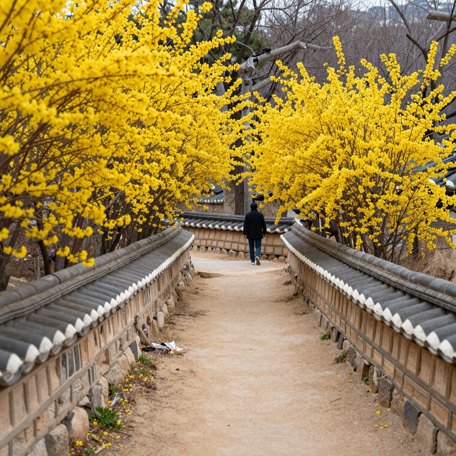 구례 산수유마을 봄날의 노란 산수유꽃과 전통 돌담길 풍경