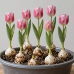 튤립 키우는 법 초보자도 성공하는 집에서 키우기 튤립 구근을 화분에 심을 때 적절한 깊이와 구근 간격을 보여주는 그림