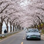 2026 여수 벚꽃 개화시기와 완벽한 드라이브 계획 여수 해안도로를 따라 펼쳐진 벚꽃 터널과 주행하는 자동차