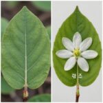 진달래와 철쭉 꽃과 잎 비교 사진 왼쪽은 잎과 함께 핀 두꺼운 꽃잎의 철쭉 오른쪽은 잎 없이 핀 얇은 꽃잎의 진달래