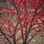 명자나무 꽃말 겸손과 신뢰의 봄꽃 붉은 명자나무 꽃이 가지에 많이 핀 모습