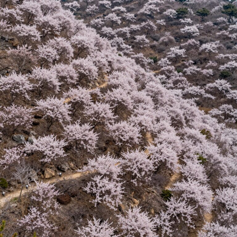 보성 초암산 정상에서 바라본 철쭉 군락과 능선 풍경