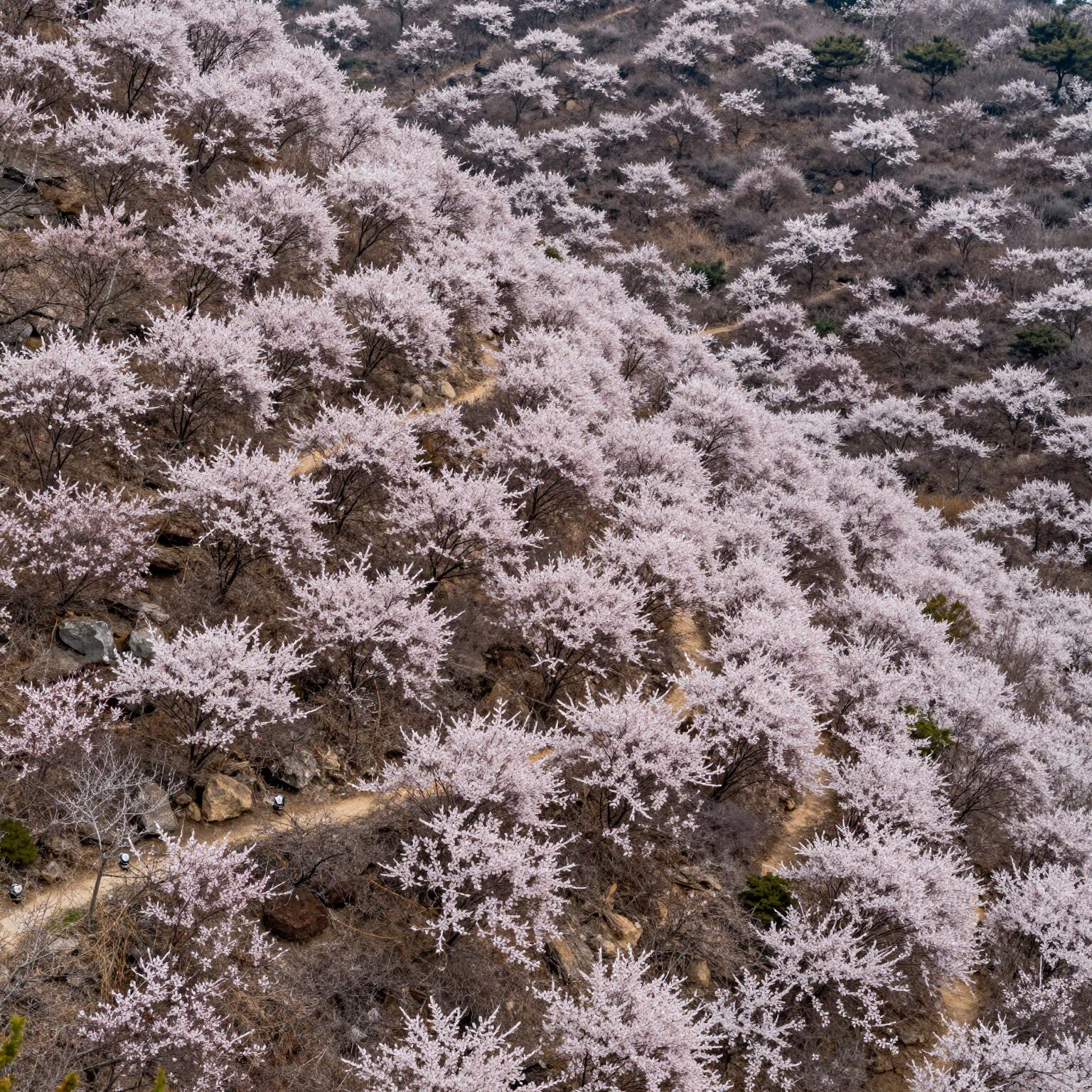 보성 초암산 정상에서 바라본 철쭉 군락과 능선 풍경
