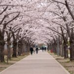 서울 겹벚꽃 명소 2026년 봄 나들이 완벽한 장소 서울 보라매공원 겹벚꽃 산책로 핑크빛 터널 봄꽃 풍경