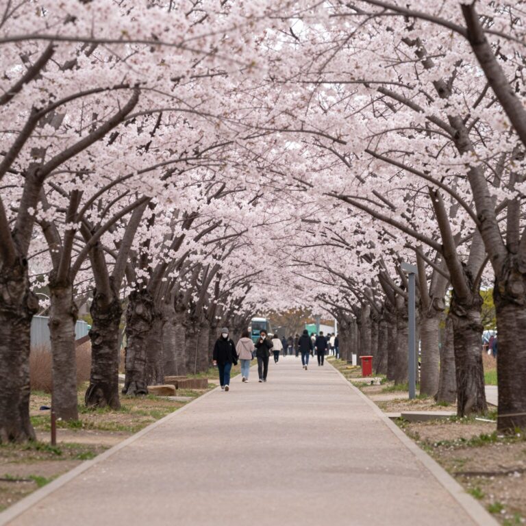 서울 보라매공원 겹벚꽃 산책로 핑크빛 터널 봄꽃 풍경
