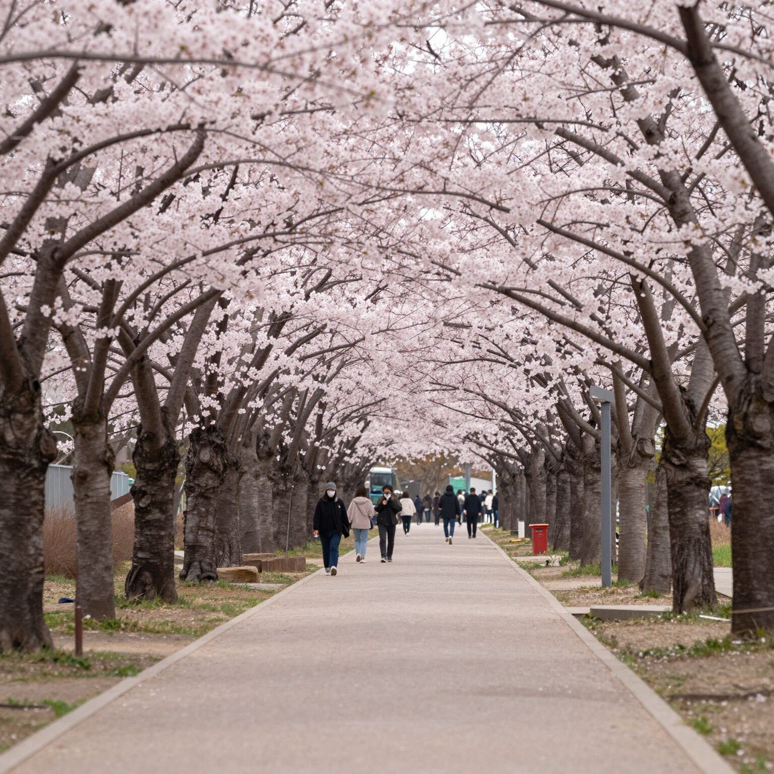 서울 보라매공원 겹벚꽃 산책로 핑크빛 터널 봄꽃 풍경